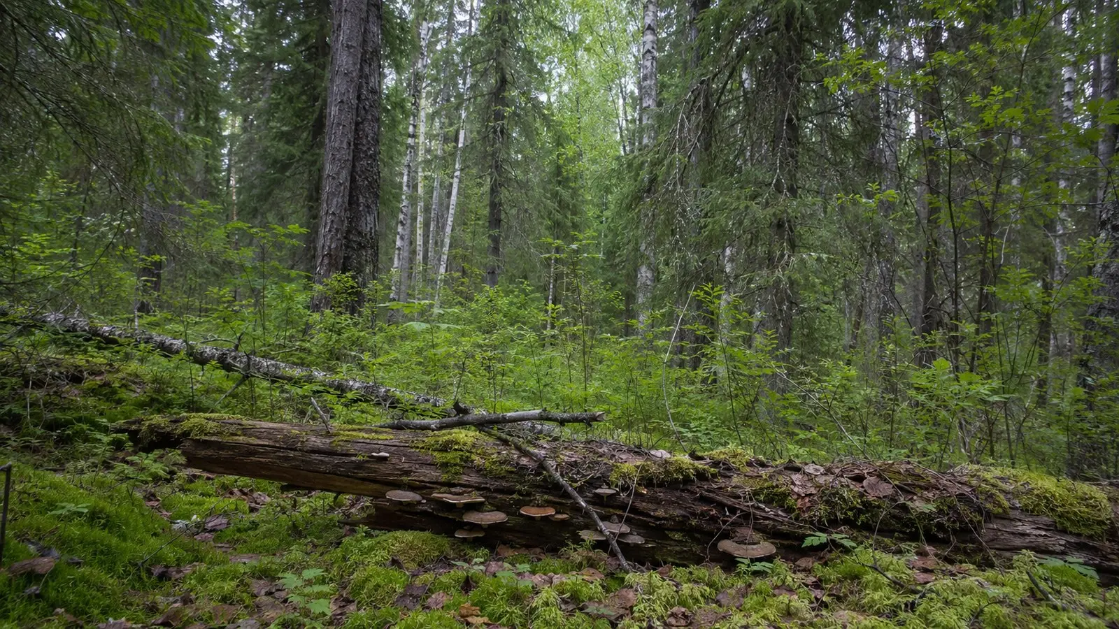 Article cover for Лес по этажам: кроны, подлесок, мхи и жизнь старой древесины